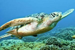 梦幻海洋潜水世界